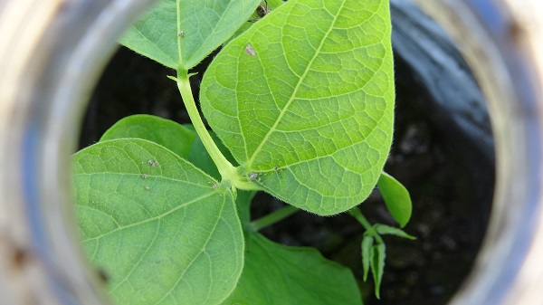 Foto - Van'da susuz tarım dönemi! Kuraklıkla mücadelede ilginç yöntem