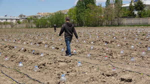 Foto - Van'da susuz tarım dönemi! Kuraklıkla mücadelede ilginç yöntem