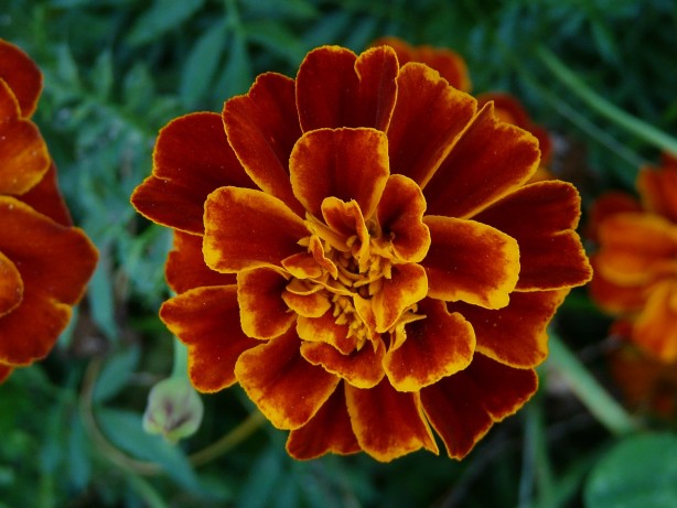 Foto - Varisten kurtulmak aslında bu kadar kolay! İşte 7 etkili yöntem…