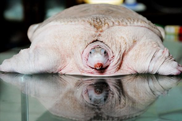 Foto - Varlığından habersiz olduğunuz hayvanlar