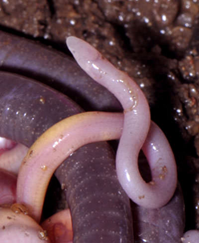 Foto - Varlığından habersiz olduğunuz hayvanlar