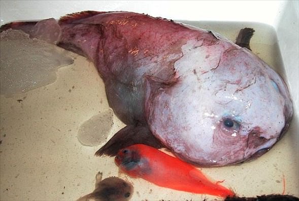 Foto - Varlığından habersiz olduğunuz hayvanlar