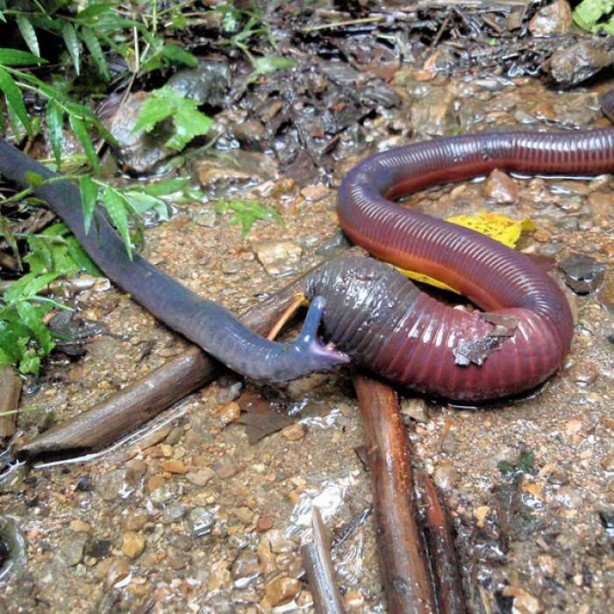 Foto - Varlığından habersiz olduğunuz hayvanlar
