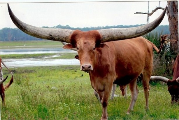 Foto - Varlığından habersiz olduğunuz hayvanlar