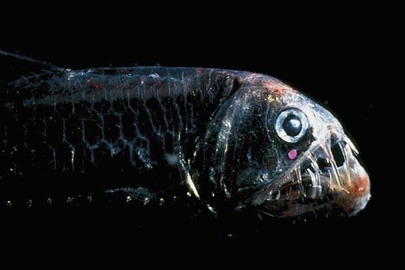 Foto - Varlığından habersiz olduğunuz hayvanlar