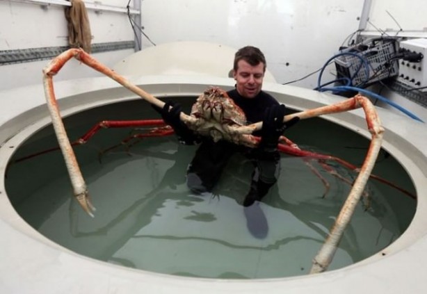 Foto - Varlığından habersiz olduğunuz hayvanlar