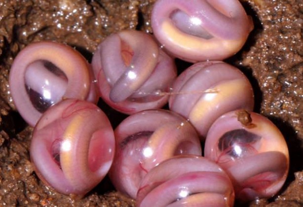 Foto - Varlığından habersiz olduğunuz hayvanlar