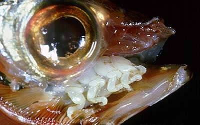 Foto - Varlığından habersiz olduğunuz hayvanlar