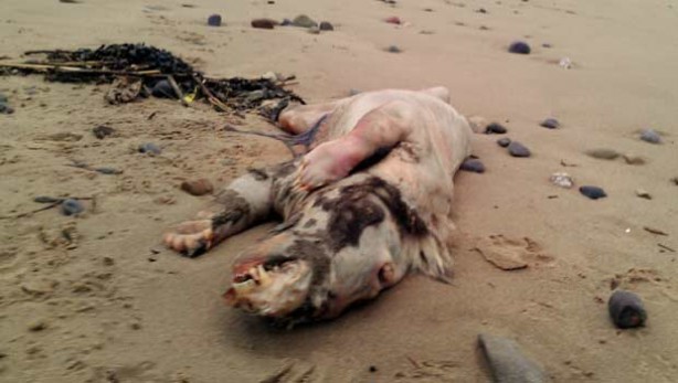 Foto - Varlığından habersiz olduğunuz hayvanlar