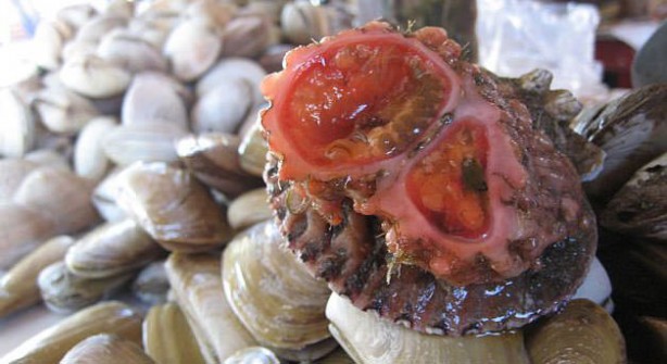 Foto - Varlığından habersiz olduğunuz hayvanlar