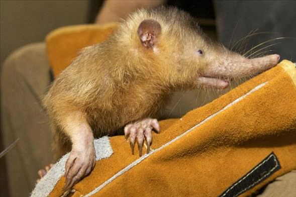 Foto - Varlığından habersiz olduğunuz hayvanlar