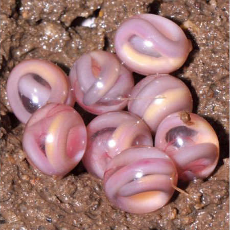 Foto - Varlığından habersiz olduğunuz hayvanlar