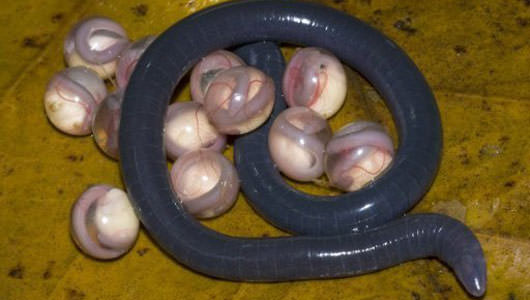 Foto - Varlığından habersiz olduğunuz hayvanlar