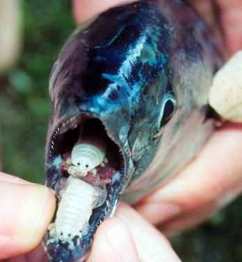 Foto - Varlığından habersiz olduğunuz hayvanlar