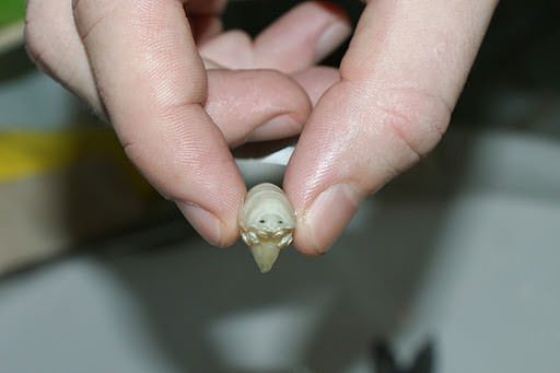 Foto - Varlığından habersiz olduğunuz hayvanlar