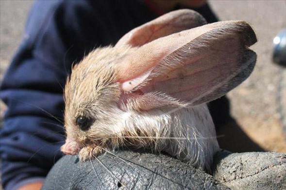 Foto - Varlığından habersiz olduğunuz hayvanlar