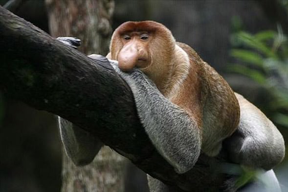 Foto - Varlığından habersiz olduğunuz hayvanlar