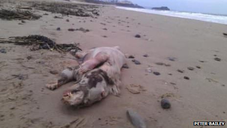 Foto - Varlığından habersiz olduğunuz hayvanlar