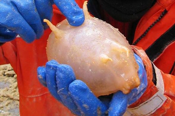 Foto - Varlığından habersiz olduğunuz hayvanlar