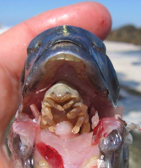 Foto - Varlığından habersiz olduğunuz hayvanlar