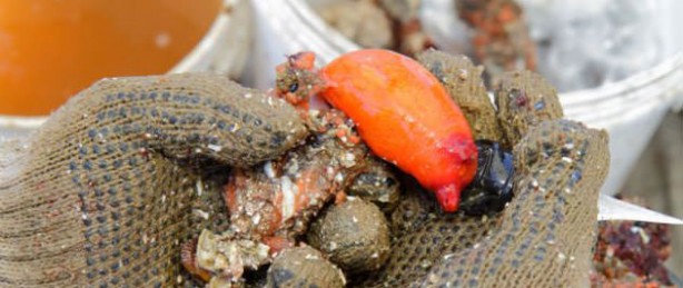 Foto - Varlığından habersiz olduğunuz hayvanlar