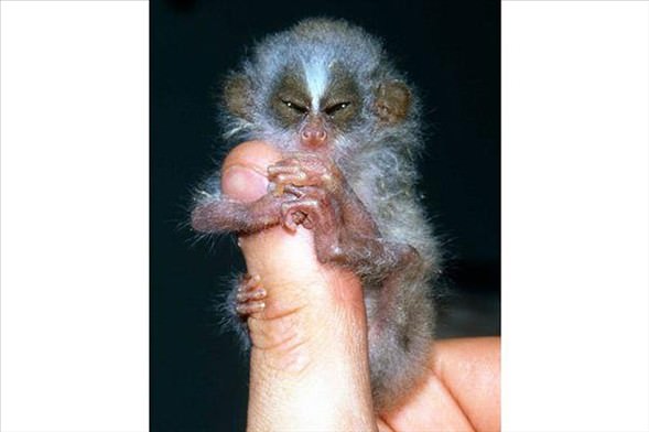 Foto - Varlığından habersiz olduğunuz hayvanlar