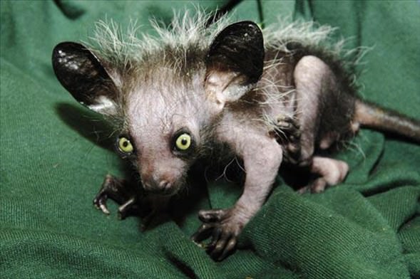 Foto - Varlığından habersiz olduğunuz hayvanlar