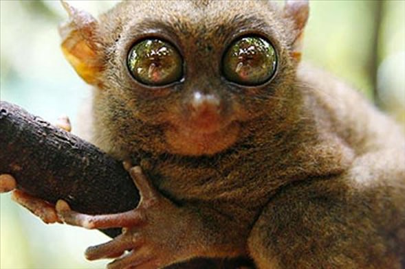 Foto - Varlığından habersiz olduğunuz hayvanlar