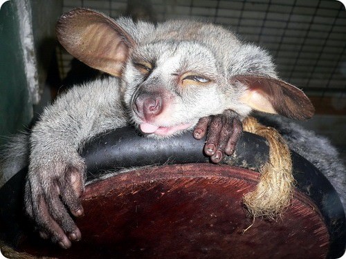 Foto - Varlığından habersiz olduğunuz hayvanlar