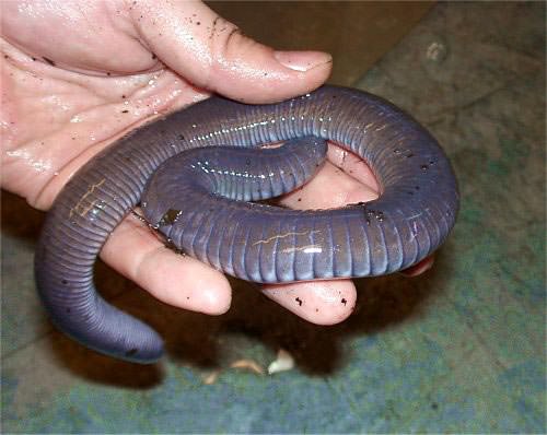 Foto - Varlığından habersiz olduğunuz hayvanlar