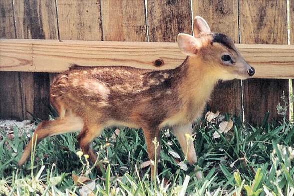 Foto - Varlığından habersiz olduğunuz hayvanlar