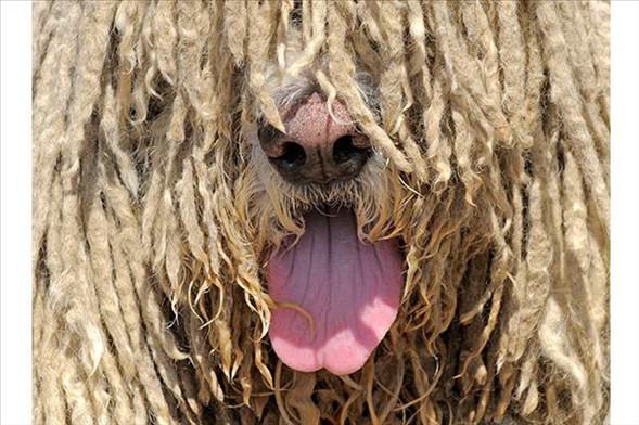 Foto - Varlığından habersiz olduğunuz hayvanlar