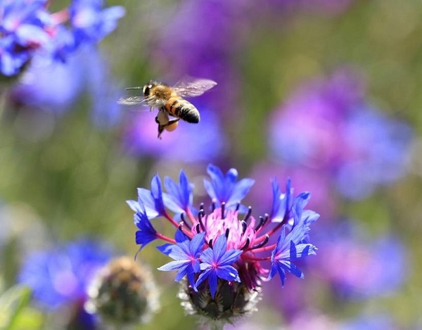 Varlıklarını sürdürmeleri insanlık için önemli! Bu hata arıların neslini tehlikeye atıyor