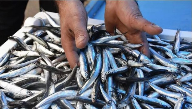 Vatandaş hamsiye doyacak! Sayılı günler kaldı