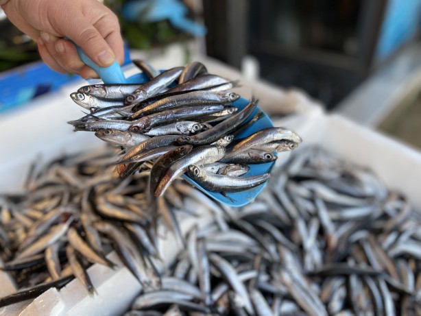 Foto - Vatandaş hamsiye doyacak! Sayılı günler kaldı