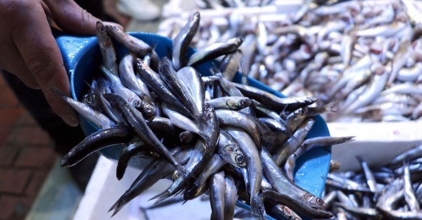 Foto - Vatandaş hamsiye doyacak! Sayılı günler kaldı