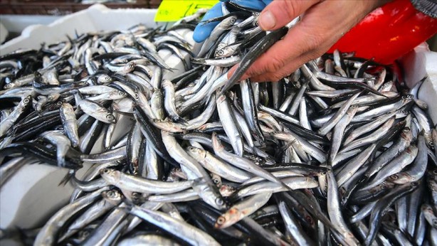 Foto - Vatandaş hamsiye doyacak! Sayılı günler kaldı
