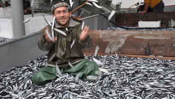 Foto - Vatandaş hamsiye doyacak! Sayılı günler kaldı