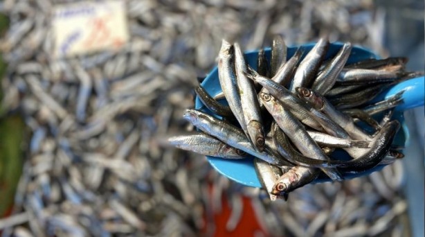 Foto - Vatandaş hamsiye doyacak! Sayılı günler kaldı