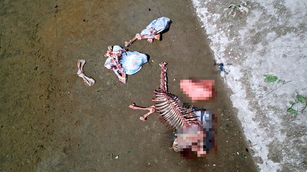 Foto - Vatandaş isyan etti! Sulama kanalında yüzlerce kemik bulundu