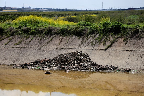Foto - Vatandaş isyan etti! Sulama kanalında yüzlerce kemik bulundu
