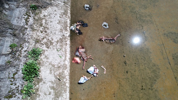 Foto - Vatandaş isyan etti! Sulama kanalında yüzlerce kemik bulundu