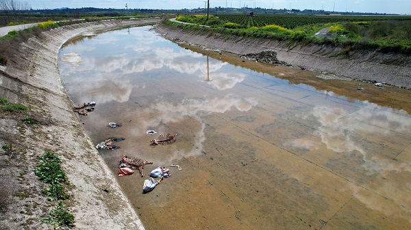 Foto - Vatandaş isyan etti! Sulama kanalında yüzlerce kemik bulundu