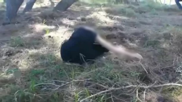 Foto - Videonun İzmir Büyükşehir Belediyesi'nin düzenlediği "Ormanda Su Arayan Kadın" temalı dans gösterisinden olduğu iddiası