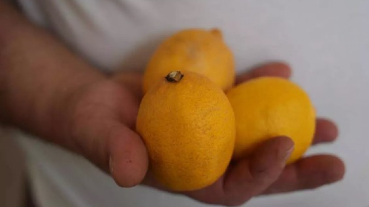 Foto - Vatandaşın keyfini kaçırdılar: Kilosu 200 liradan satılıyor!