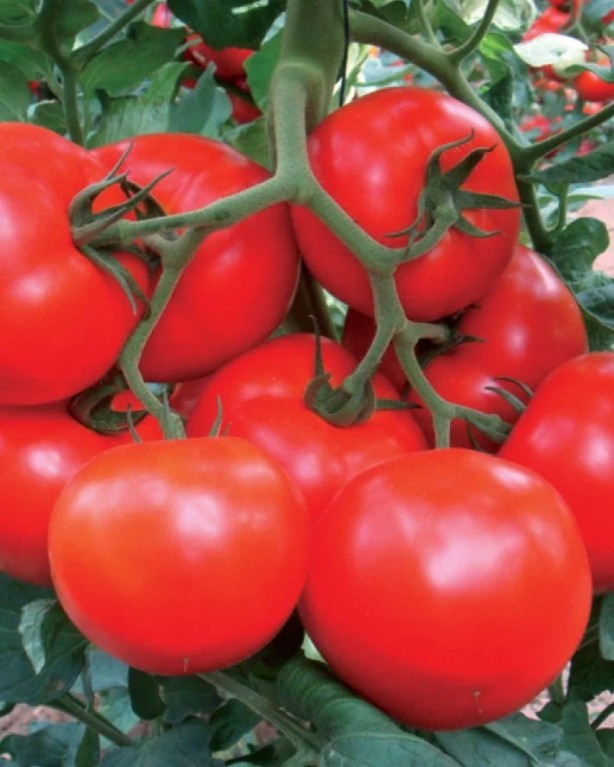 Foto - Vatandaşın ucuz domates yemesine kimin engel olduğu ortaya çıktı! Gerçekten olacak iş değil