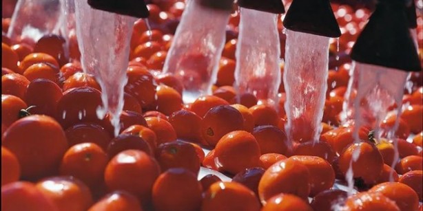 Foto - Vatandaşın ucuz domates yemesine kimin engel olduğu ortaya çıktı! Gerçekten olacak iş değil