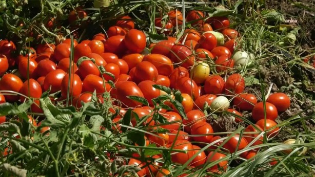 Foto - Vatandaşın ucuz domates yemesine kimin engel olduğu ortaya çıktı! Gerçekten olacak iş değil