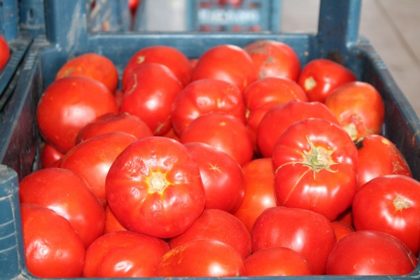 Foto - Vatandaşın ucuz domates yemesine kimin engel olduğu ortaya çıktı! Gerçekten olacak iş değil