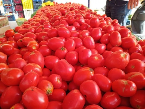 Vatandaşın ucuz domates yemesine kimin engel olduğu ortaya çıktı! Gerçekten olacak iş değil